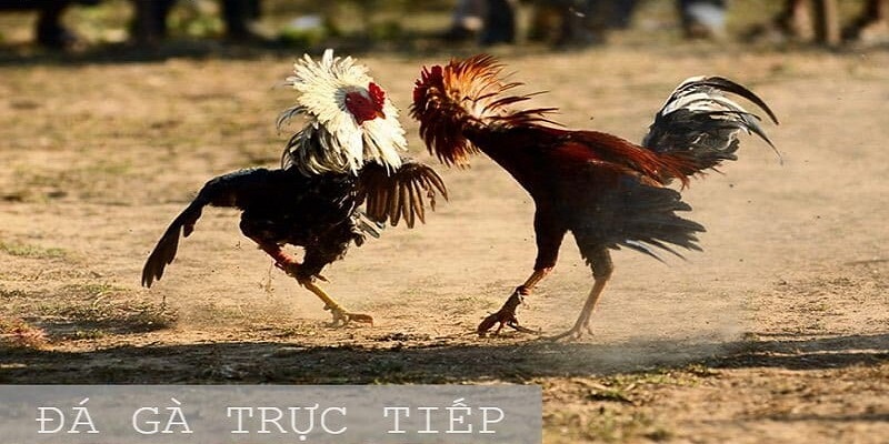 Tổng quan các thông tin về đá gà trực tiếp